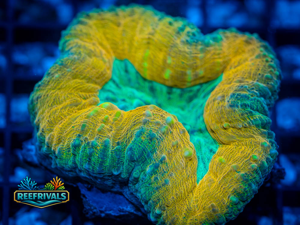 RVL Toxic Halo Trachy WYSIWYG coral image | ReefRivals RVL Toxic Halo Trachy coral image from ReefRivals, listed as Trachyphyllia geoffroyi and LPS Fleshy