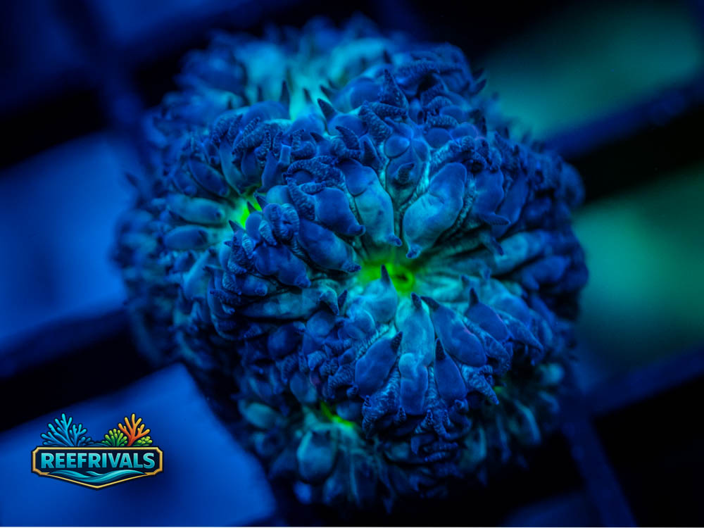 RVL Jade Raven Blasto WYSIWYG coral image | ReefRivals RVL Jade Raven Blasto coral image from ReefRivals, listed as Blastomussa merletti and LPS Fleshy