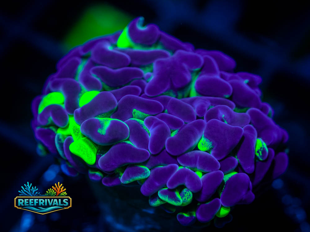 ECC Purple Splatter Hammer WYSIWYG coral image | ReefRivals ECC Purple Splatter Hammer coral image from ReefRivals, listed as Euphyllia paraancora and Hammers