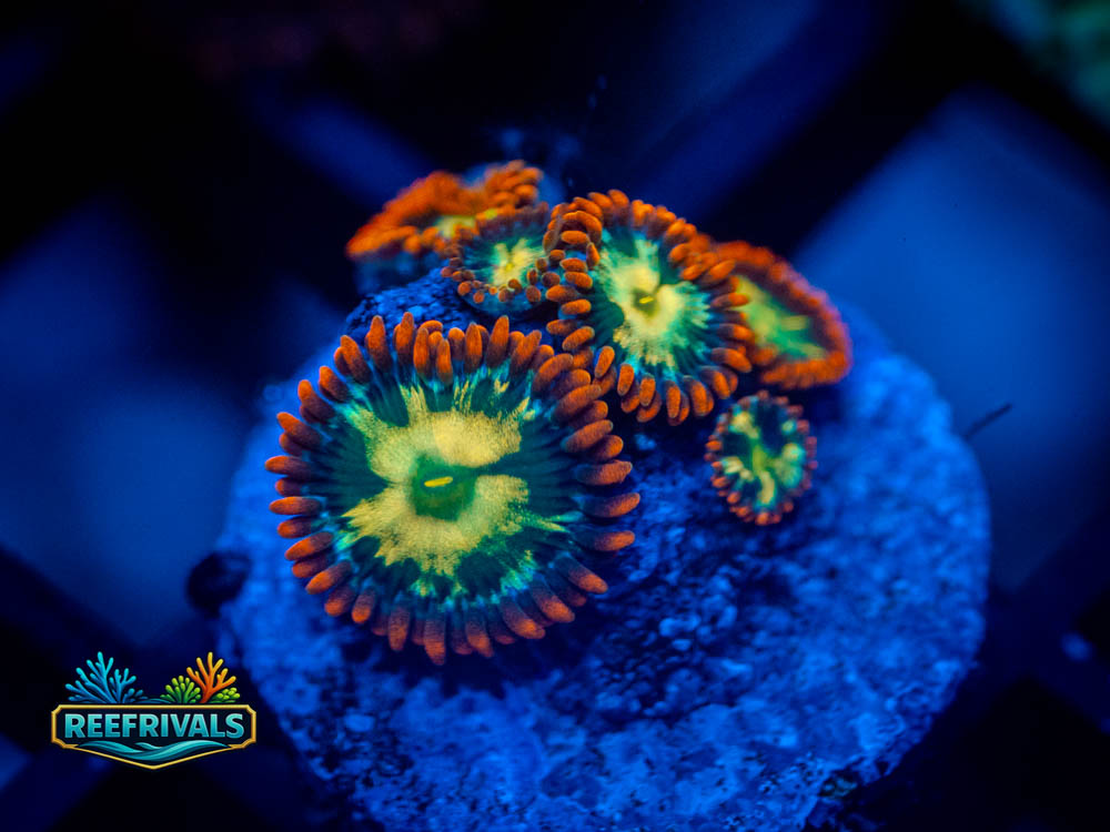 TSA Flaming Fireballz Zoanthids Coral coral image from ReefRivals, listed as Zoanthus sp. and Zoas