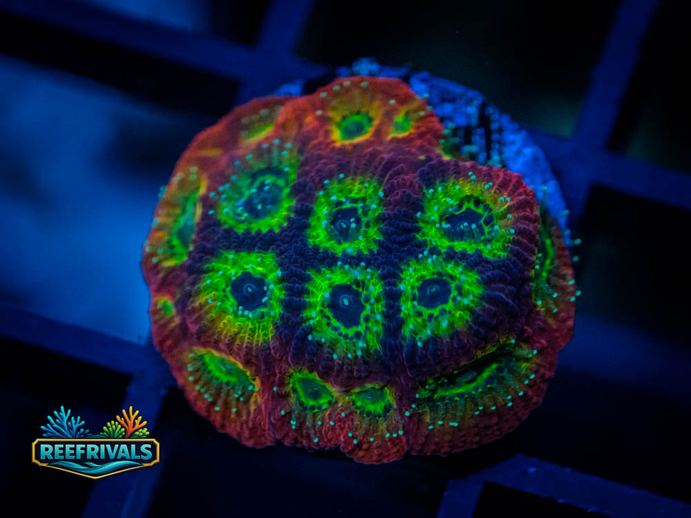 War Coral Favia WYSIWYG image | ReefRivals War Coral Favia coral image from ReefRivals, listed as Favia sp. and Favias