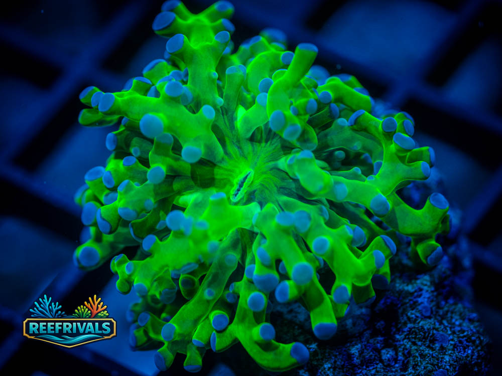 ARC Neon Frogspawn WYSIWYG coral image | ReefRivals ARC Neon Frogspawn coral image from ReefRivals, listed as Euphyllia divisa and Frogspawn