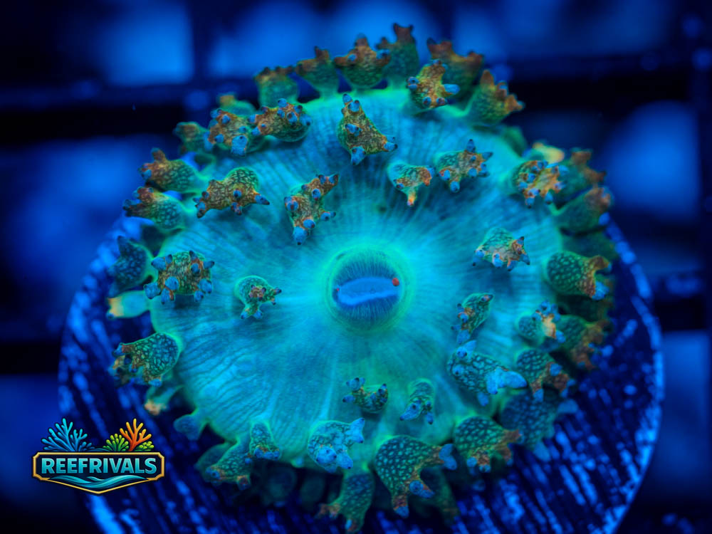 Ultra Saint Thomas Mushroom WYSIWYG coral image | ReefRivals Ultra Saint Thomas Mushroom coral image from ReefRivals, listed as Rhodactis sp. and Mushrooms
