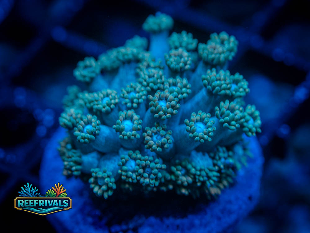 RVL Glitter Tip Goniopora WYSIWYG coral image | ReefRivals RVL Glitter Tip Goniopora coral image from ReefRivals, listed as Goniopora sp. and LPS Branching