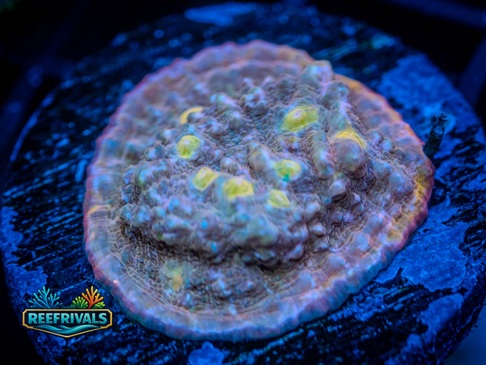 RVL Proper Peach Chalice coral image from ReefRivals, listed as Echinophyllia sp. and SPS Plating