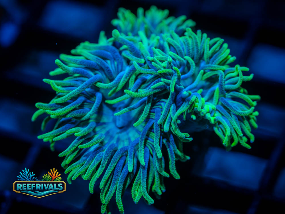 TSA BooBerry Duncan Coral coral image from ReefRivals, listed as Duncanopsammia axifuga and Duncans