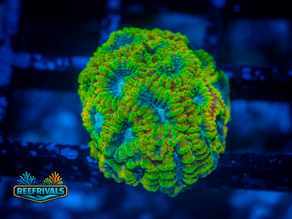ECC Yellow Submarine Favia WYSIWYG coral image | ReefRivals ECC Yellow Submarine Favia coral image from ReefRivals, listed as Favia speciosa and Favias