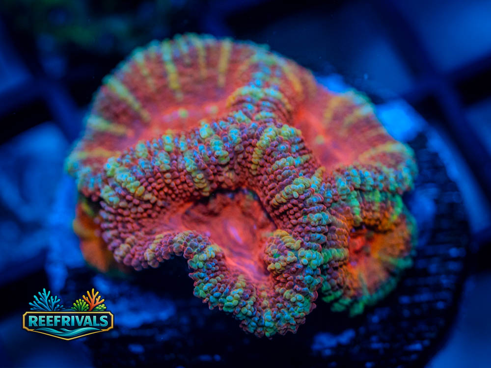 RVL Scarlet Lush Acan WYSIWYG coral image | ReefRivals RVL Scarlet Lush Acan coral image from ReefRivals, listed as Acanthastrea Lord. and Acans
