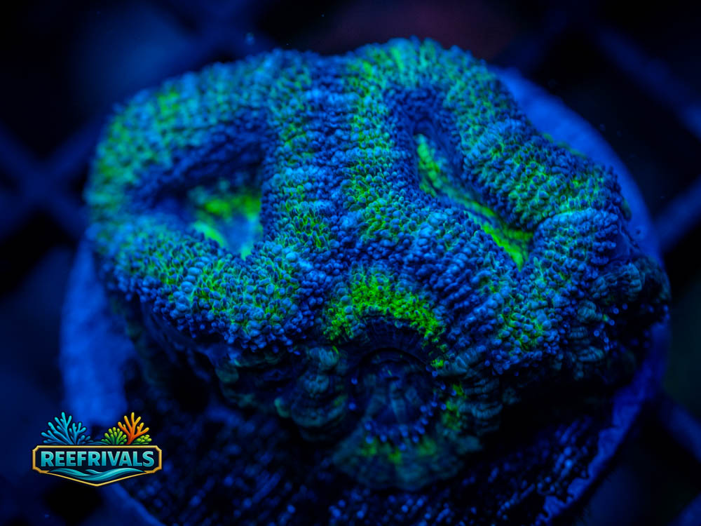 RVL Gatorade Acan coral image from ReefRivals, listed as Micromussa lordhowensis and Acans