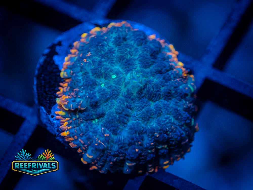 RVL Burnt Rim Rhodactis coral image from ReefRivals, listed as Rhodactis sp. and Mushrooms