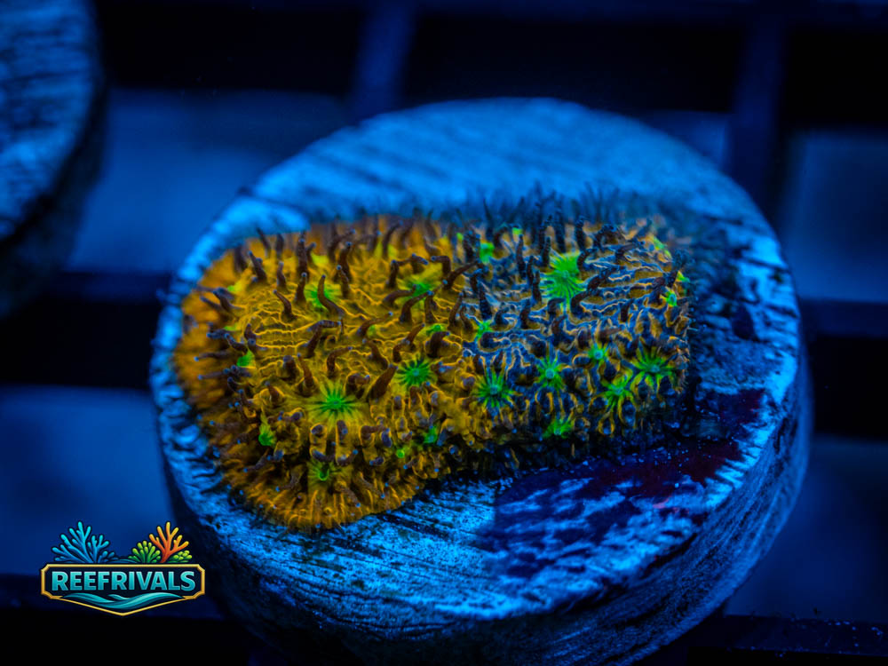 RVL Split Decision Leptastrea coral image from ReefRivals, listed as Leptastrea sp. and Encrusting