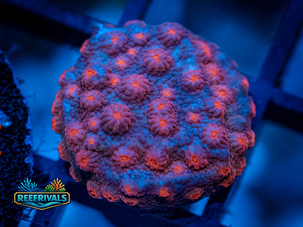 ECC Superman Cyphastrea coral image from ReefRivals, listed as Cyphastrea sp. and Encrusting