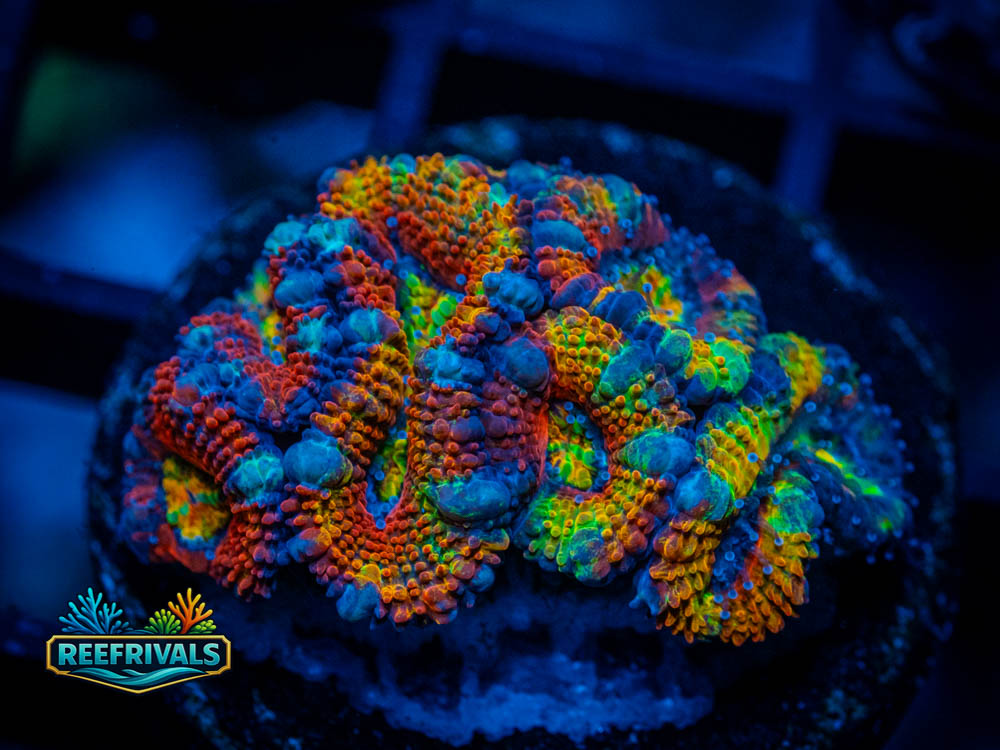 RVL Unicorn Blood Acan WYSIWYG coral image | ReefRivals RVL Unicorn Blood Acan coral image from ReefRivals, listed as Micromussa lordhowensis and Acans