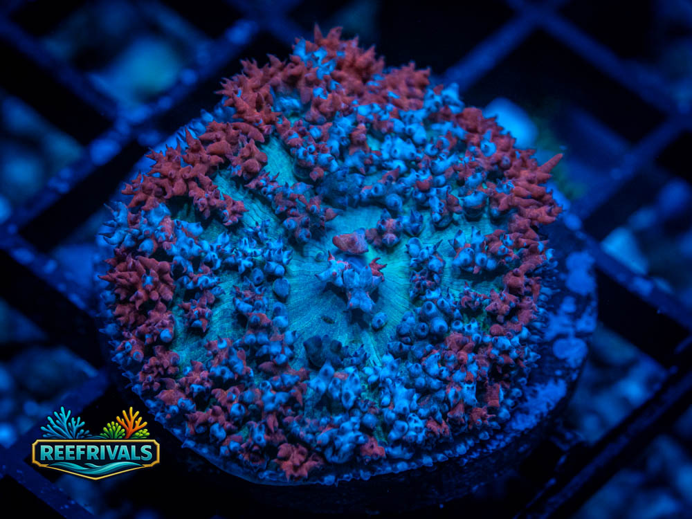 Ultra Saint Thomas Mushroom coral image from ReefRivals, listed as Discosoma sp. and Mushrooms
