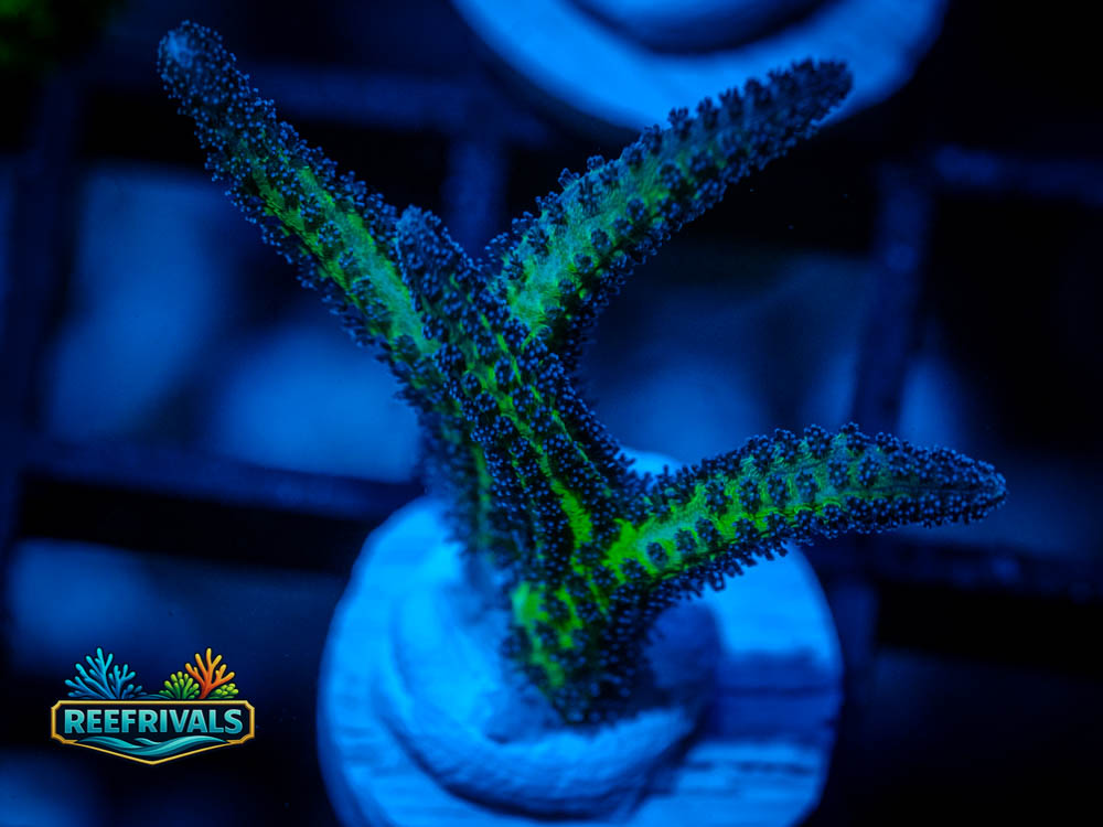 RVL Blueberry Birdsnest coral image from ReefRivals, listed as Seriatopora hystrix and SPS Branching