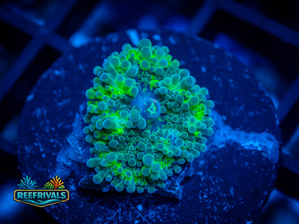 RVL Gooey Gumdrop WYSIWYG coral image | ReefRivals RVL Gooey Gumdrop coral image from ReefRivals, listed as Ricordea florida and Mushrooms