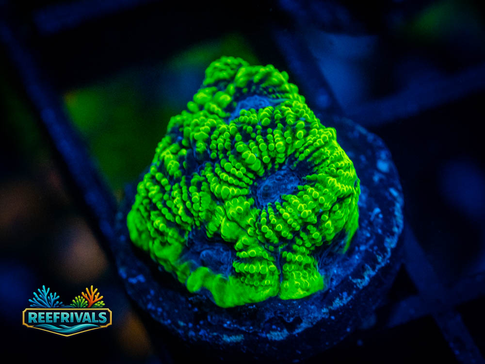 RVL Raptor's Peace Favia coral image from ReefRivals, listed as Favia sp. and Favias