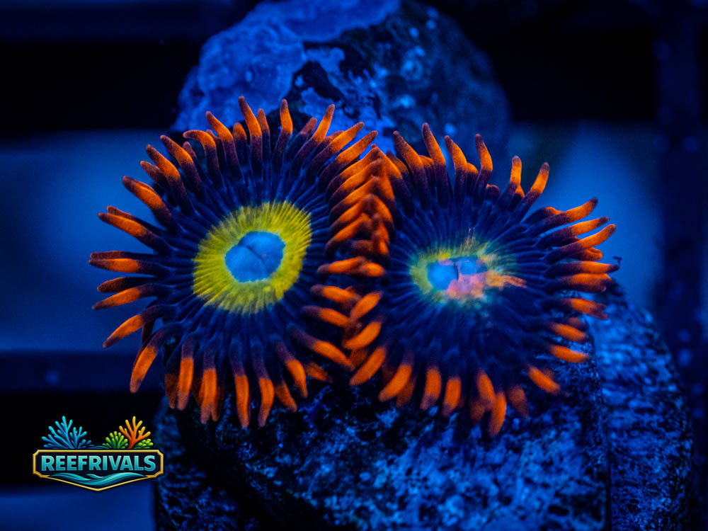 ARC Super Saiyan Zoanthids WYSIWYG coral image | ReefRivals ARC Super Saiyan Zoanthids coral image from ReefRivals, listed as Zoanthus sp. and Zoas