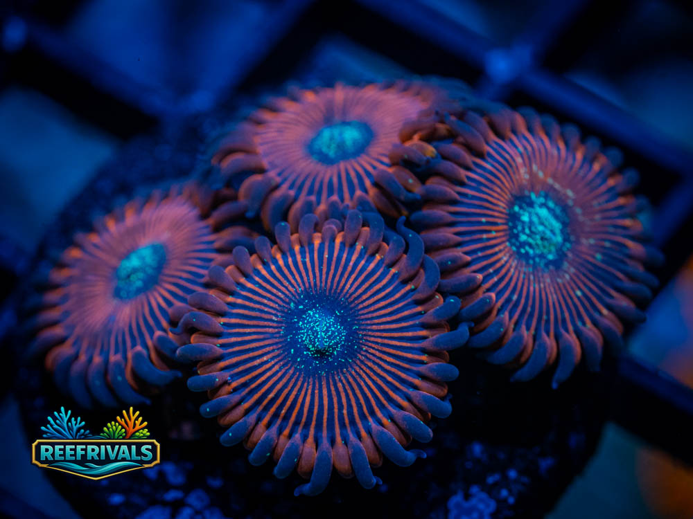 JF Crazy Lady Paly coral image from ReefRivals, listed as Zoanthus sp. and Zoas
