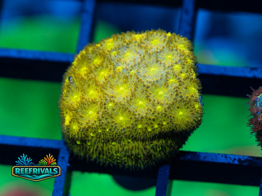 ECC 24K Psammocora coral image from ReefRivals, listed as Psammocora sp. and Encrusting