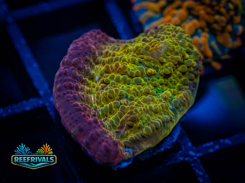 ECC Ludicrous Chalice coral image from ReefRivals, listed as Echinophyllia sp. and SPS Plating