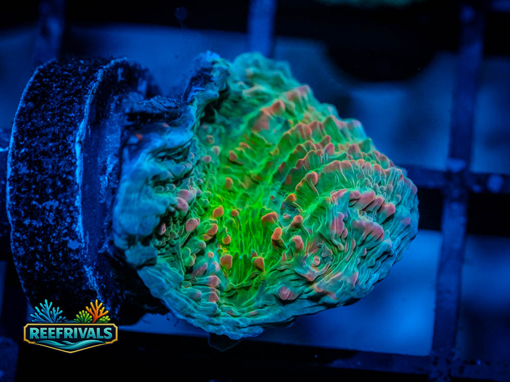 WWC Kingpin Chalice WYSIWYG coral image | ReefRivals WWC Kingpin Chalice coral image from ReefRivals, listed as Echinophyllia sp. and SPS Plating