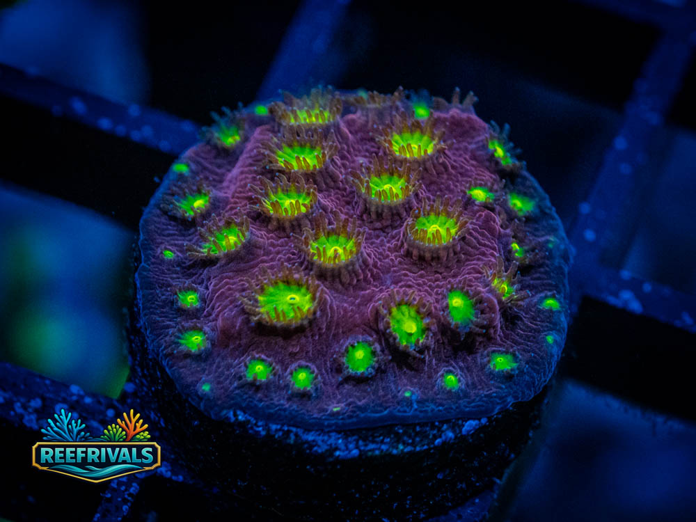 CB Bling Bling Cyphastrea coral image from ReefRivals, listed as Cyphastrea sp. and Encrusting