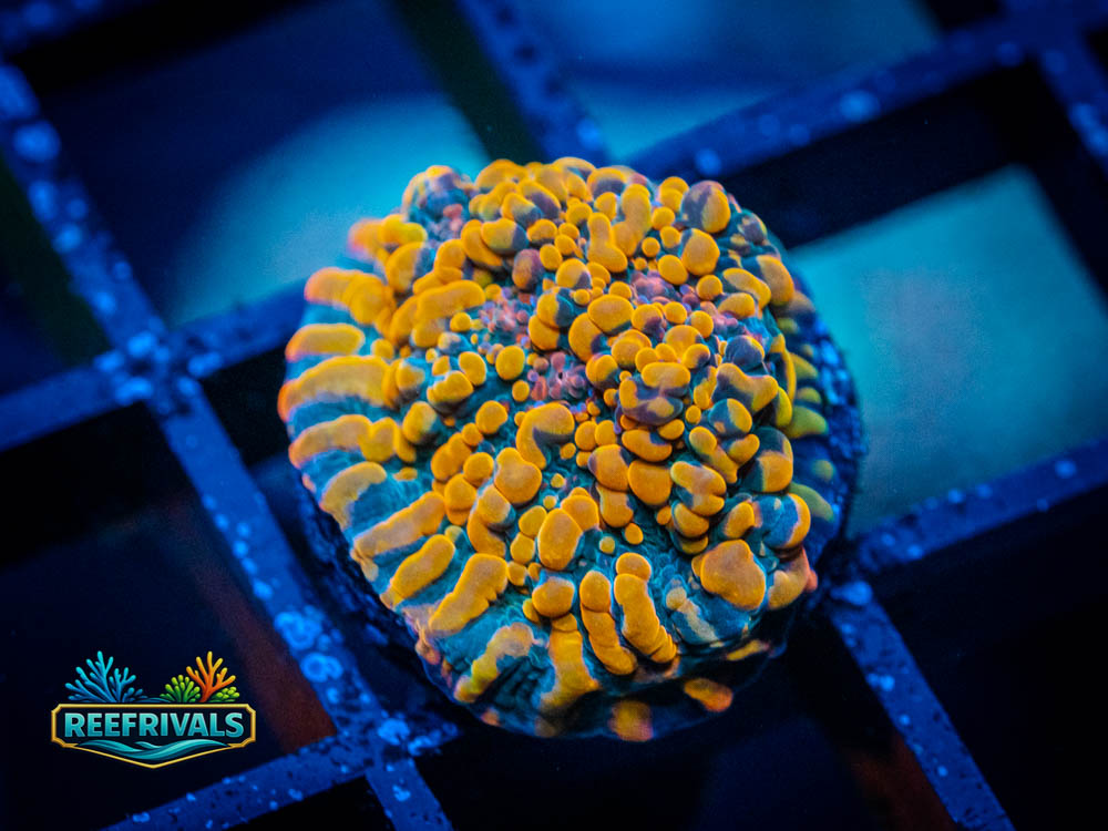 CC Cloudberries Chalice coral image from ReefRivals, listed as Echinophyllia sp. and SPS Plating