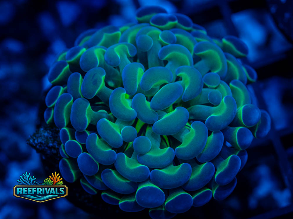 WWC Hologram Hammer coral image from ReefRivals, listed as Euphyllia ancora and Hammers