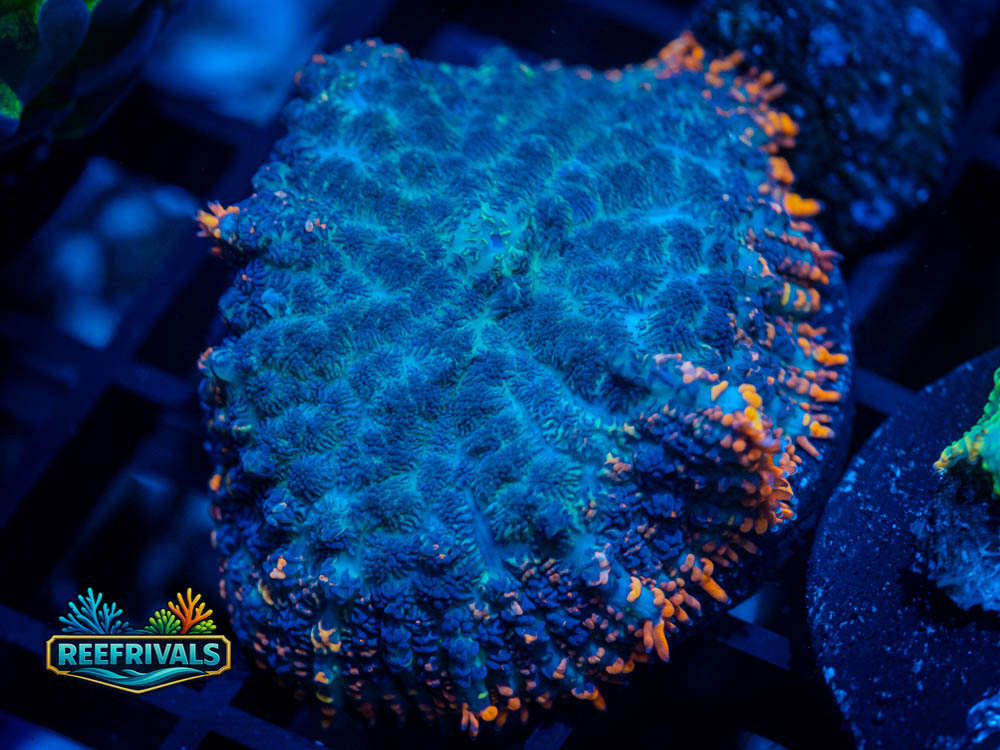 RVL Burnt Rim coral image from ReefRivals, listed as Rhodactis sp. and Mushrooms
