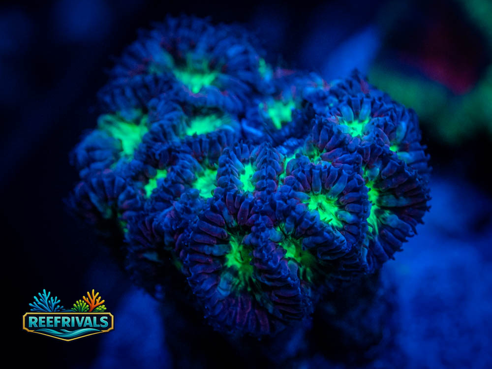 RVL Lavender Fields Blasto coral image from ReefRivals, listed as Blastomussa wellsi and LPS Fleshy