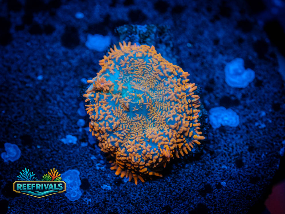 RVL Forest Fire coral image from ReefRivals, listed as Rhodactis sp. and Mushrooms