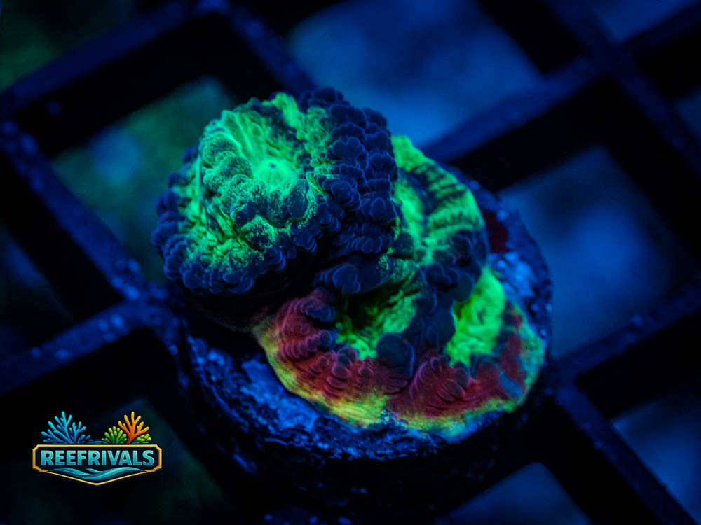 JF Psycho Rim Favia WYSIWYG coral image | ReefRivals JF Psycho Rim Favia coral image from ReefRivals, listed as Favia sp. and Favias