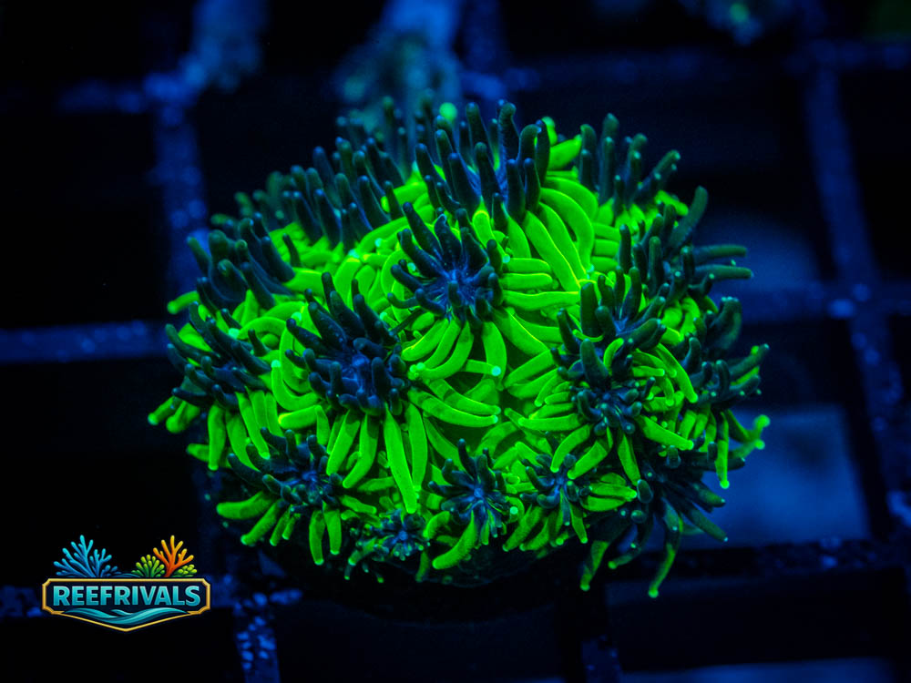 Sonic the Hedgehog Galaxea WYSIWYG coral image | ReefRivals Sonic the Hedgehog Galaxea coral image from ReefRivals, listed as Galaxea sp. and LPS Branching