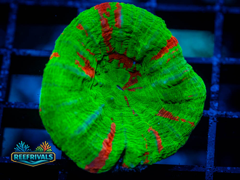 ECC Bleeding Apple Scoly coral image from ReefRivals, listed as Scolymia sp. and LPS Fleshy
