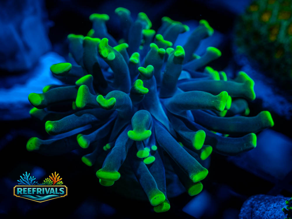 RVL Toxic Tip Hammer Coral WYSIWYG image | ReefRivals RVL Toxic Tip Hammer Coral coral image from ReefRivals, listed as Euphyllia ancora and Hammers