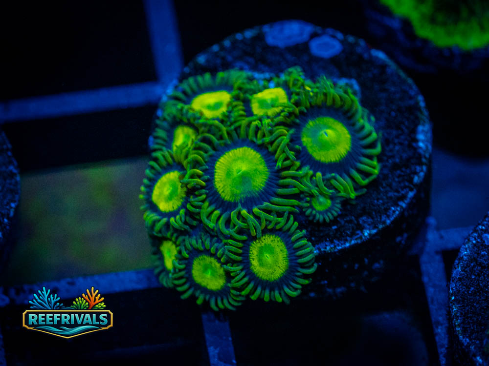 ECC Limeade Zoanthid coral image from ReefRivals, listed as Zoanthus sp. and Zoas