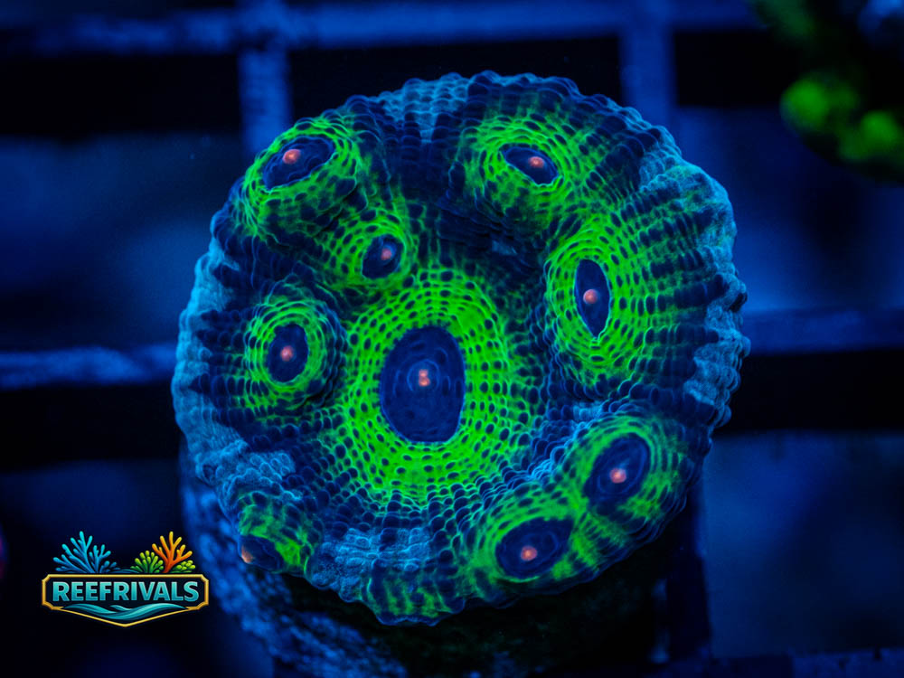 RVL Green Avatar Chalice WYSIWYG coral image | ReefRivals RVL Green Avatar Chalice coral image from ReefRivals, listed as Echinophyllia sp. and Chalices