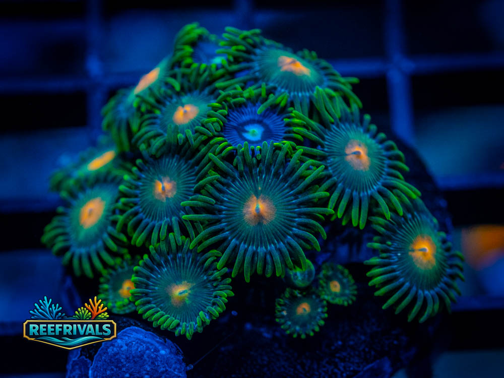 Dreamweaver / Fruit Loops Combo coral image from ReefRivals, listed as Zoanthus sp. and Zoas