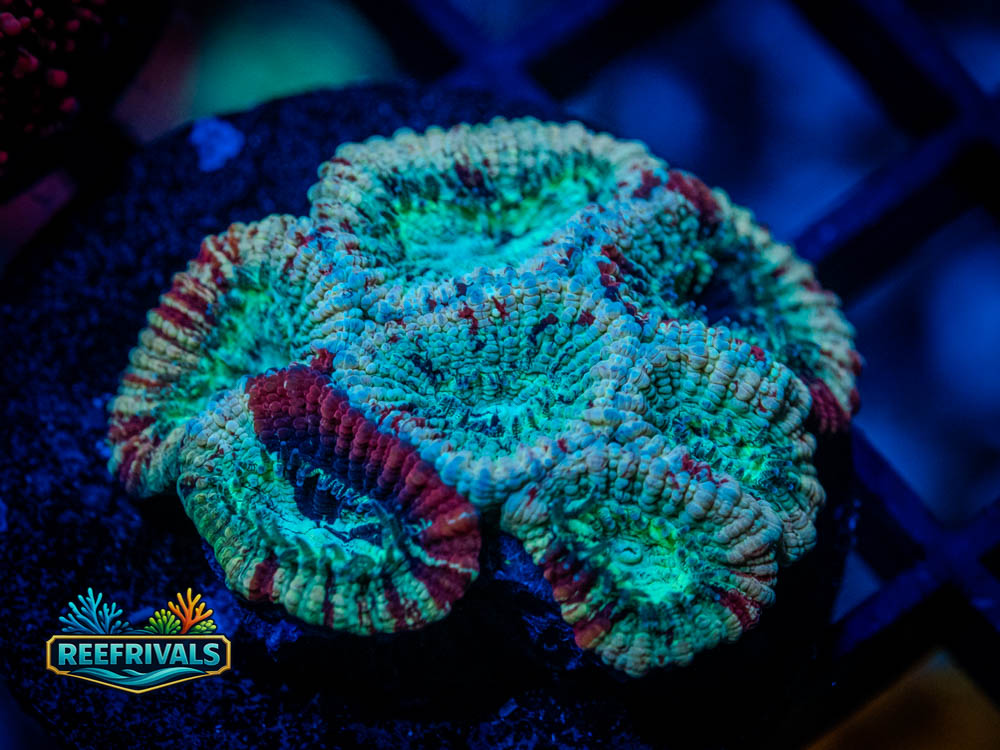 WWC Urban Zombie Favia coral image from ReefRivals, listed as Favia sp. and Favias