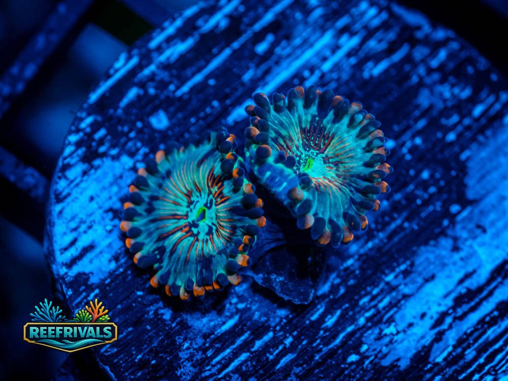 ECC Seduction Zoanthid WYSIWYG coral image | ReefRivals ECC Seduction Zoanthid coral image from ReefRivals, listed as Zoanthus sp. and Zoas
