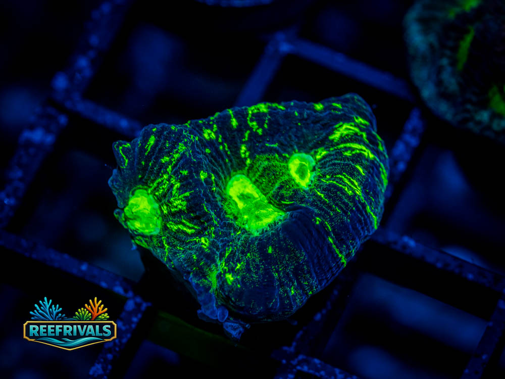 RVL Toxic Oil Spill Favia WYSIWYG coral image | ReefRivals RVL Toxic Oil Spill Favia coral image from ReefRivals, listed as Favia sp. and Favias