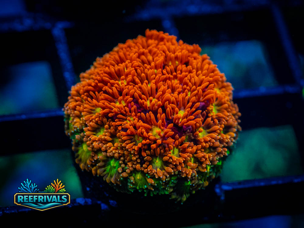 WWC Captain Crunch WYSIWYG coral image | ReefRivals WWC Captain Crunch coral image from ReefRivals, listed as Bernardpora sp. and LPS Fleshy