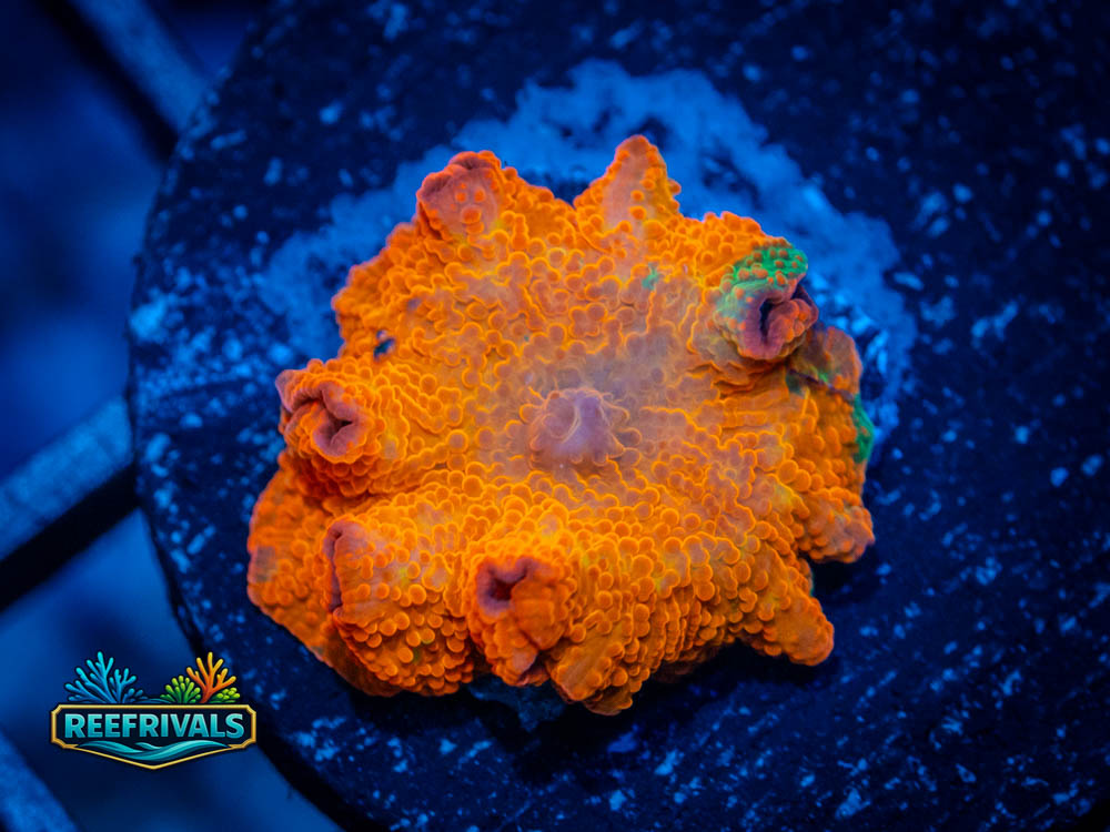 Jawbreaker Disco Mushroom coral image from ReefRivals, listed as Discosoma sp. and Mushrooms