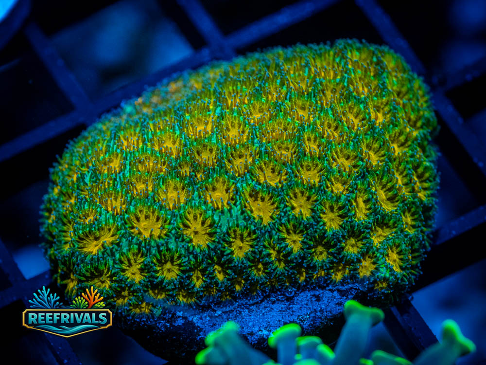 JF John Deere Leptastrea coral image from ReefRivals, listed as Leptastrea sp. and Encrusting