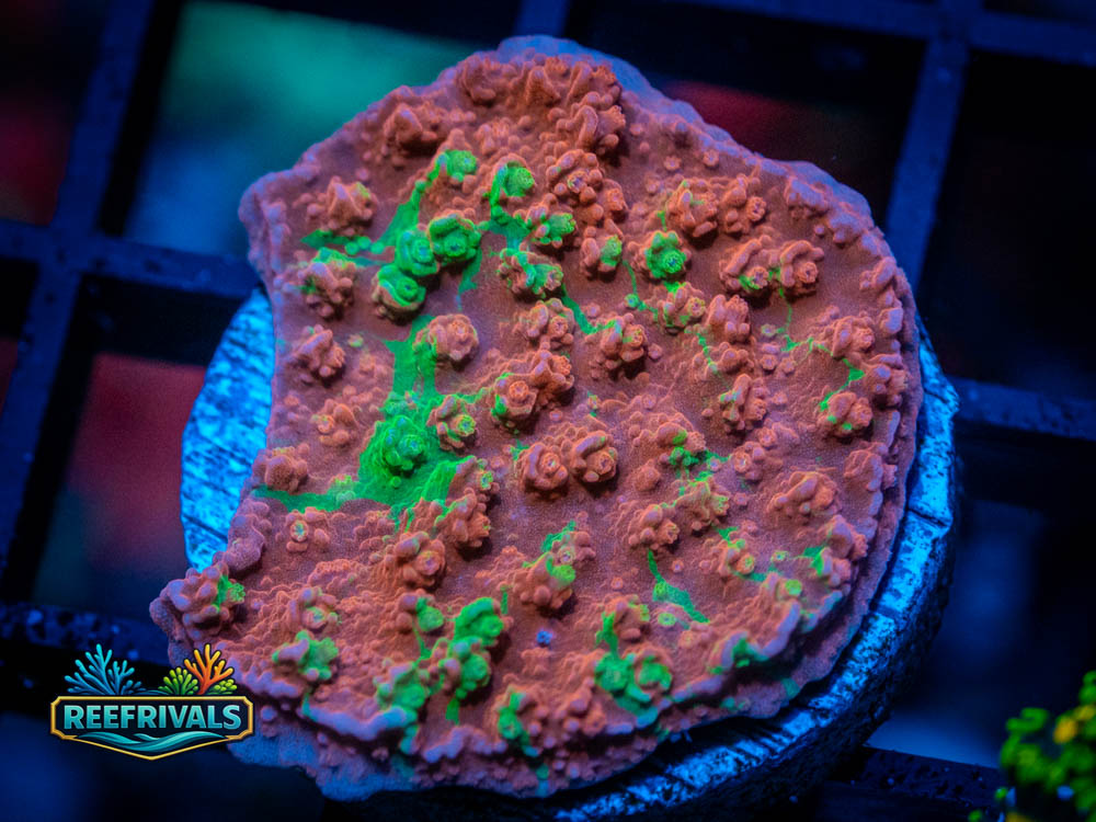 IJAM Tropical Sunfire Monti WYSIWYG coral image | ReefRivals IJAM Tropical Sunfire Monti coral image from ReefRivals, listed as Montipora sp. and Montis