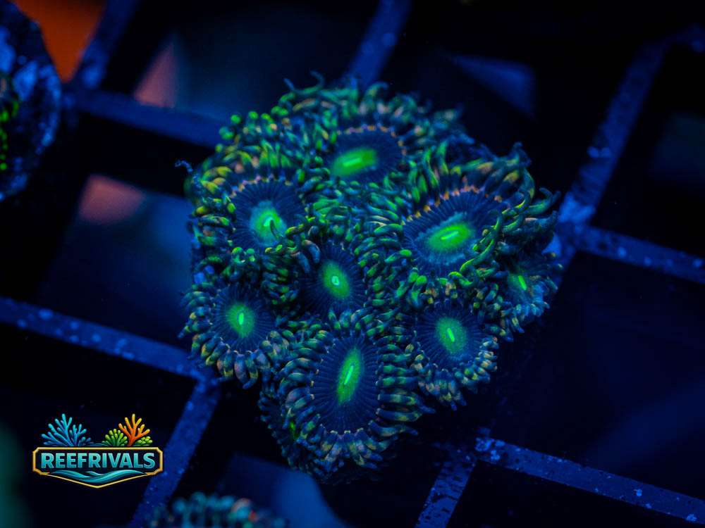 TSA Limoncello Zoa WYSIWYG coral image | ReefRivals TSA Limoncello Zoa coral image from ReefRivals, listed as Zoanthus sp. and Zoas
