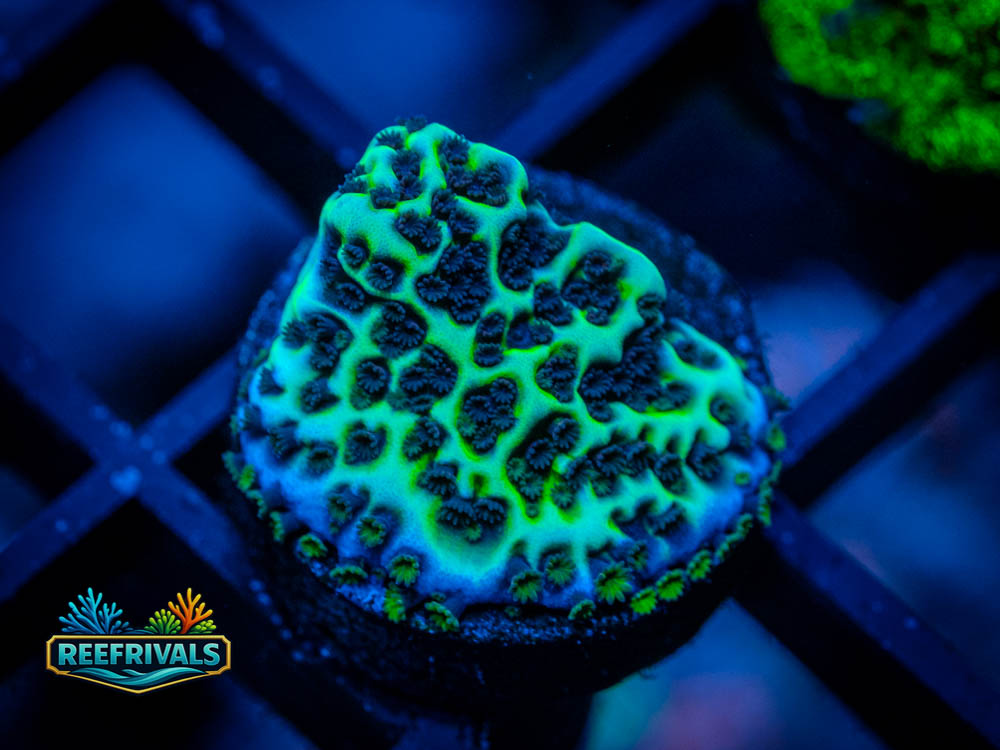 WWC Flower Power Montipora coral image from ReefRivals, listed as Montipora sp. and Montis