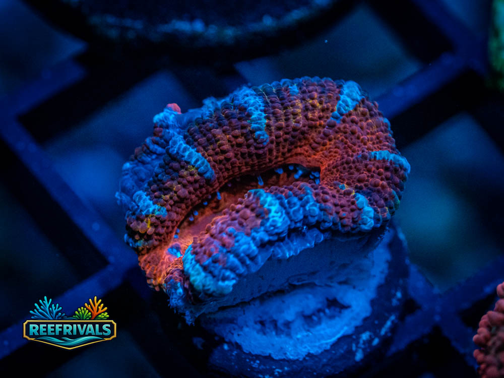 RVL Fire and Ice Acan coral image from ReefRivals, listed as Acanthastrea lordhowensis and Acans