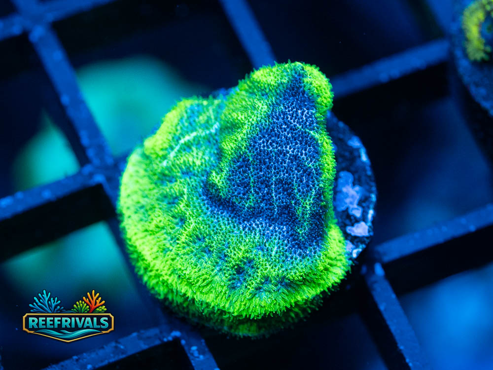 TSA Blueberry Haze coral image from ReefRivals, listed as Psammocora sp. and Encrusting